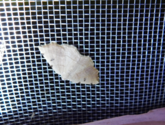 Eilicrinia trinotata