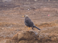 Turdus poliocephalus