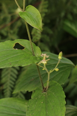 Tricyrtis maculata