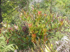 Gaultheria fragrantissima