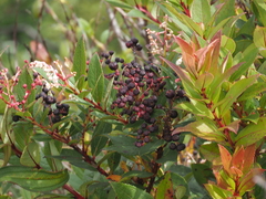 Gaultheria fragrantissima