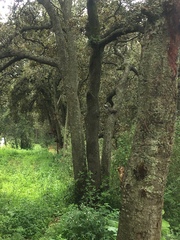 Sciurus aureogaster nigrescens