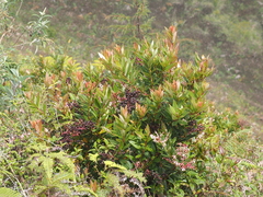 Gaultheria fragrantissima