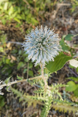 Echinops siculus
