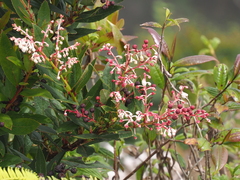 Gaultheria fragrantissima