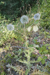 Echinops siculus