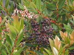 Gaultheria fragrantissima