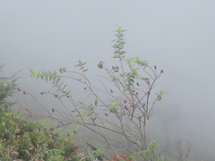 Hypericum leschenaultii