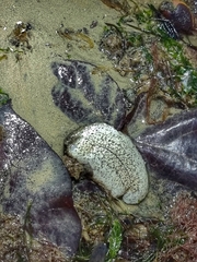 Holothuria scabra image