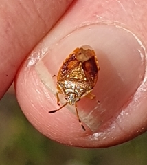 Anischys luteovarius