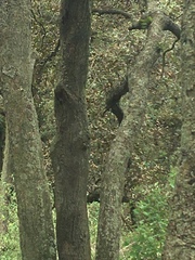 Sciurus aureogaster nigrescens