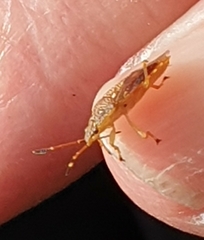 Anischys luteovarius