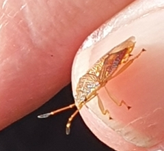 Anischys luteovarius