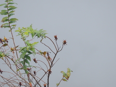 Hypericum leschenaultii