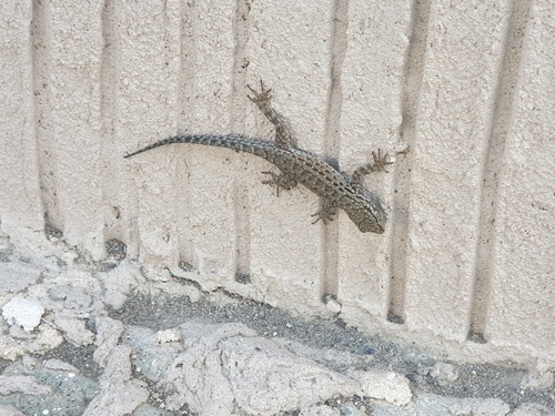 Saudi Rock Gecko, Pristurus popovi