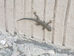 Pristurus