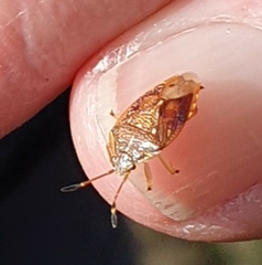 Anischys luteovarius