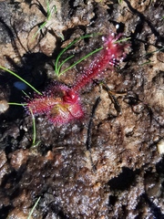 Drosera alba