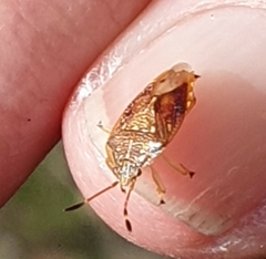 Anischys luteovarius