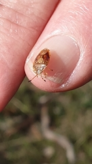 Anischys luteovarius