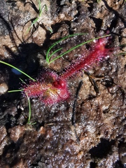 Drosera alba