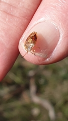 Anischys luteovarius