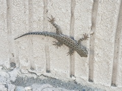 Pristurus