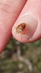 Anischys luteovarius