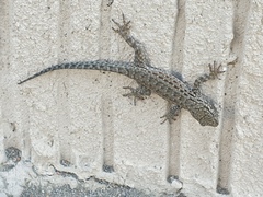 Pristurus