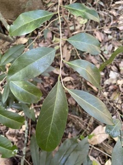 Casearia multinervosa