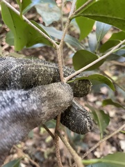 Casearia multinervosa