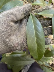 Casearia multinervosa