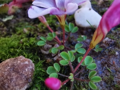 Oxalis amblyosepala