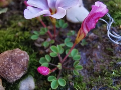 Oxalis amblyosepala