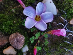 Oxalis amblyosepala