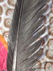Pyrrhocorax pyrrhocorax erythroramphos