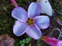 Oxalis amblyosepala