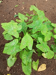 Caladium bicolor image