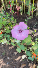 Convolvulus althaeoides