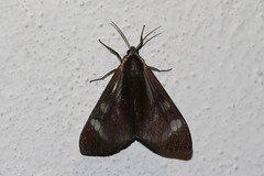 Dysschema tricolora