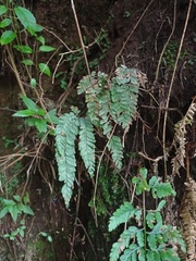 Adiantum hispidulum