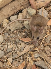 Acomys dimidiatus
