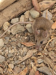 Acomys dimidiatus