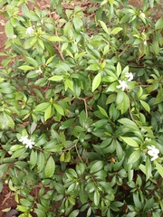 Apocynaceae