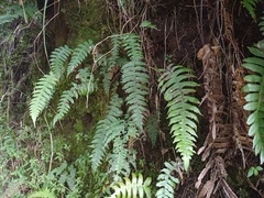 Cranfillia vulcanica