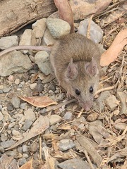 Acomys dimidiatus