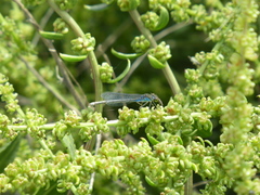 Erythromma