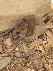 Acomys dimidiatus