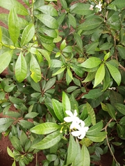 Apocynaceae