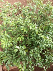 Apocynaceae